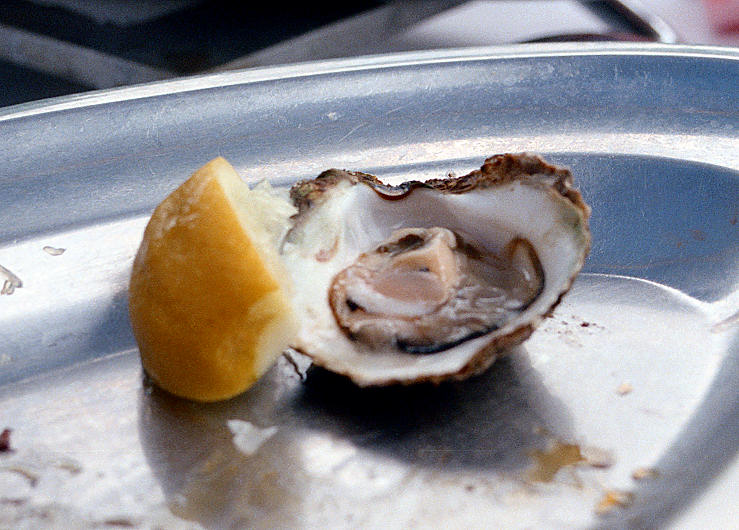 frische Austern, eine Spezialitt in den Lokalen des Limfjords