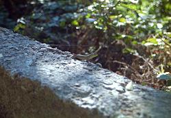 Eidechsen auf der Insel Susak