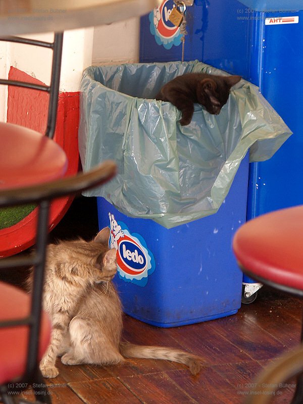 die Imbi�katzen ;)