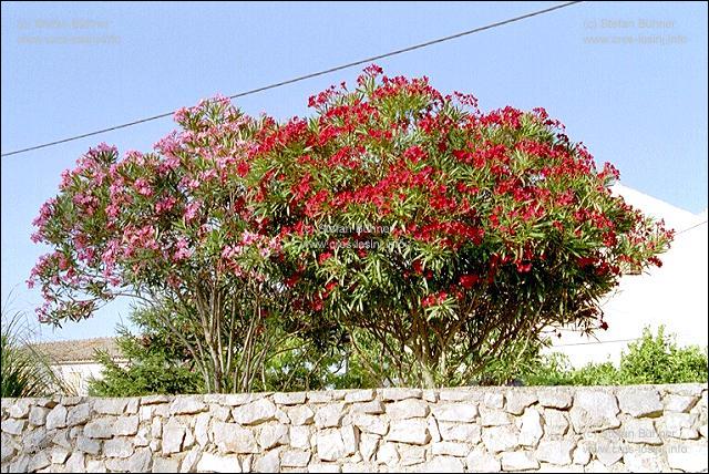 Oleanderstruche in Mali Losinj