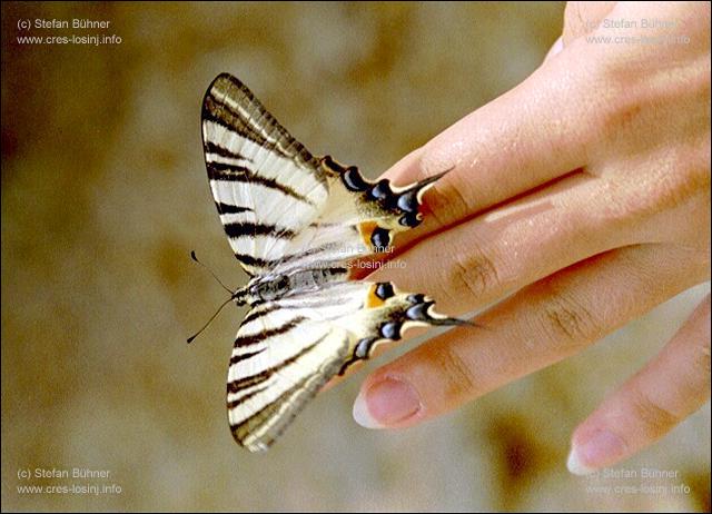 ein Schmetterling ...