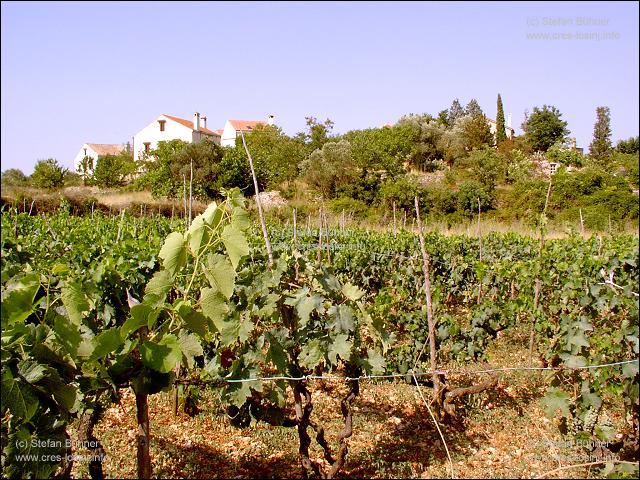 Weinbau in Sv. Jakob